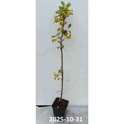 Obelų sodinukai internetu su pristatymu į namus