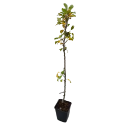 Obelų sodinukai internetu su pristatymu į namus