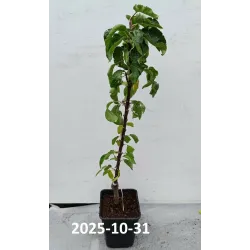 Žagarės sodų vaismedžiai internetu su pristatymu į namus