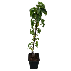 Žagarės sodų vaismedžiai internetu su pristatymu į namus