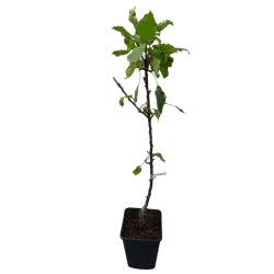 Obelų sodinukai internetu su pristatymu į namus