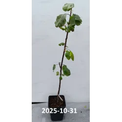 Obelų sodinukai internetu su pristatymu į namus