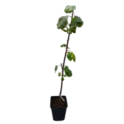 Žagarės sodų vaismedžiai internetu su pristatymu į namus