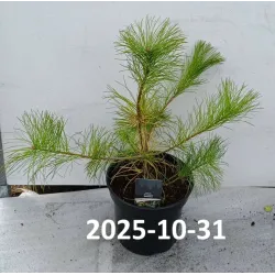 Veimutinė pušis - Pinus strobus (Nana) RADIATA