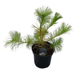 Veimutinė pušis - Pinus strobus (Nana) RADIATA