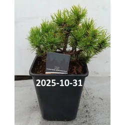 Pinus mugo CARSTENS WINTERGOLD