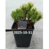 Pinus mugo CARSTENS WINTERGOLD