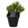 Pinus mugo CARSTENS WINTERGOLD