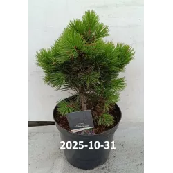 Pinus heldreichii COMPACT GEM