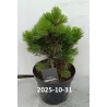 Pinus heldreichii COMPACT GEM