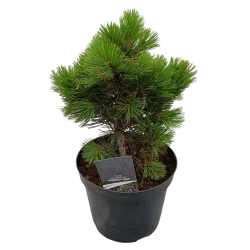 Pinus heldreichii COMPACT GEM