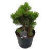 Pinus heldreichii COMPACT GEM