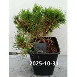 Japoninė pušis - Pinus densiflora LOW GLOW