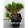 Pinus densiflora LOW GLOW