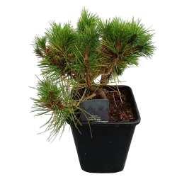 Japoninė pušis - Pinus densiflora LOW GLOW