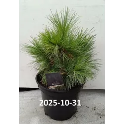 Garden plants/Trees/Flowers/ web-shop