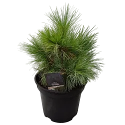 Garden plants/Trees/Flowers/ web-shop