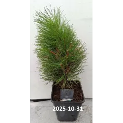 Juodoji pušis - Pinus nigra GREEN TOWER