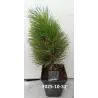 Juodoji pušis - Pinus nigra GREEN TOWER