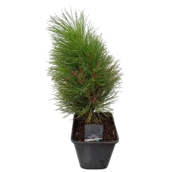 Juodoji pušis - Pinus nigra GREEN TOWER