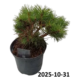 Pinus nigra NANA