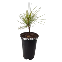 Korėjinė pušis - Pinus koraiensis PLENTY