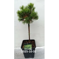 Pušis - Pinus mugo MOPS