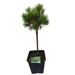 Pušis - Pinus mugo MOPS