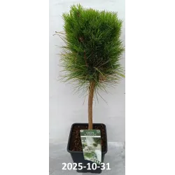 Juodoji pušis - Pinus nigra Green Elements ® Summer Breeze