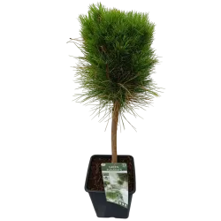 Juodoji pušis - Pinus nigra Green Elements ® Summer Breeze