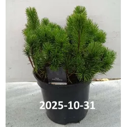 Kalninė keružinė pušis - Pinus mugo mughus