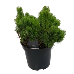 Kalninė keružinė pušis - Pinus mugo mughus