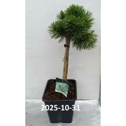Kalninė pušis - Pinus mugo GREEN PEARL