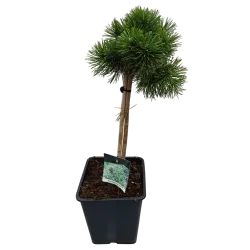 Kalninė pušis - Pinus mugo GREEN PEARL