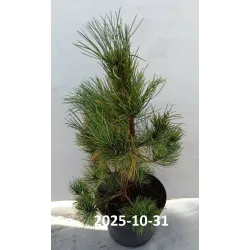 Korėjinė pušis - Pinus koraiensis SILVERAY