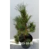Korėjinė pušis - Pinus koraiensis SILVERAY