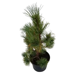 Korėjinė pušis - Pinus koraiensis SILVERAY