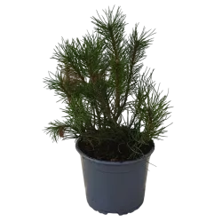 Garden plants/Trees/Flowers/ web-shop