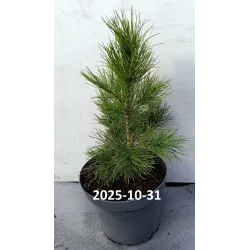 Sibirinė pušis - Pinus sibirica