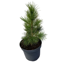 Sibirinė pušis - Pinus sibirica