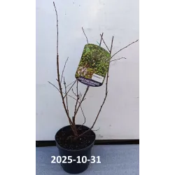 Prunus tomentosa SNOVIT