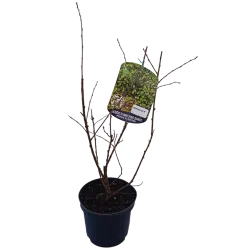 Prunus tomentosa SNOVIT