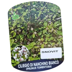 Prunus tomentosa SNOVIT