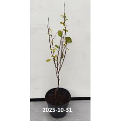 Sour cherry - Prunus cerasus ​NOTE