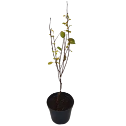 Vyšnia - Prunus cerasus NOTĖ