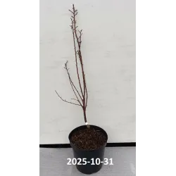 Sour cherry - Prunus cerasus ​PIEMONT