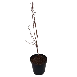 Sour cherry - Prunus cerasus ​PIEMONT