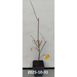 Vyšnia - Prunus cerasus ŠOKOLADNICA