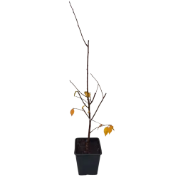 Vyšnia - Prunus cerasus ŠOKOLADNICA