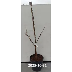 Trešnė DROGANO GELTONOJI